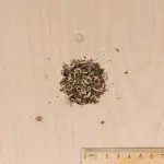 Mélanges de fleurs - Coin ombre - 7 m² - Mélange de fleurs - MEDIA_3D